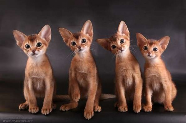 Купите котенка породы мейн-кун на выставке породистых кошек
