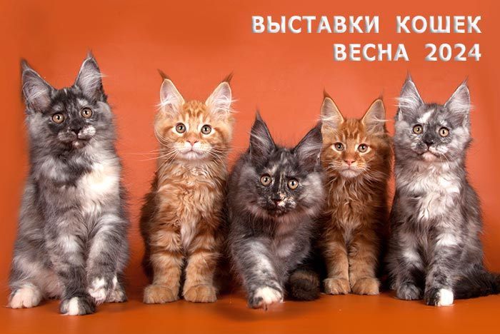 Вы можете купить котенка породы мейн-кун на выставке породистых кошек