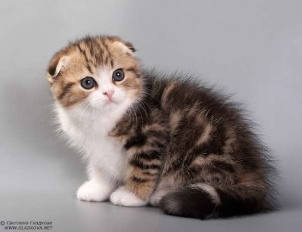 Вы можете купить котенка породы скоттиш-фолд на выставке породистых кошек