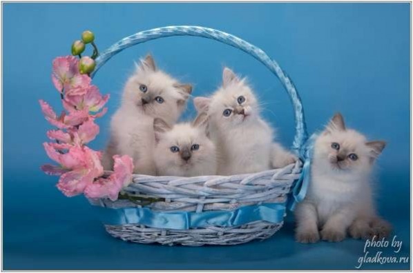 Вы можете купить котенка сибирской породы на выставке породистых кошек