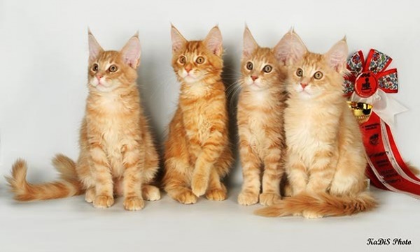 Купите котенка породы мейн-кун на выставке породистых кошек